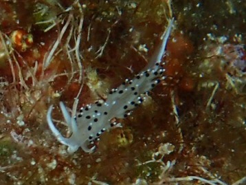 Advanced Open Water Diver - Sea Slug